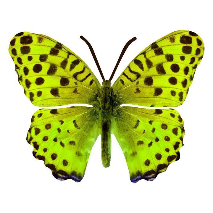 Green Butterfly Metal Wall Art Next Innovations Indigo Pool Patio BBQ